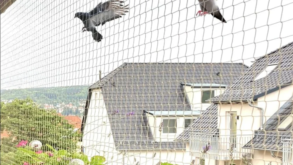 pigeon nets 1024x576